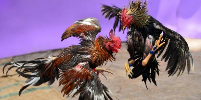 ga 888 nổ hũ tiếng anh là gì