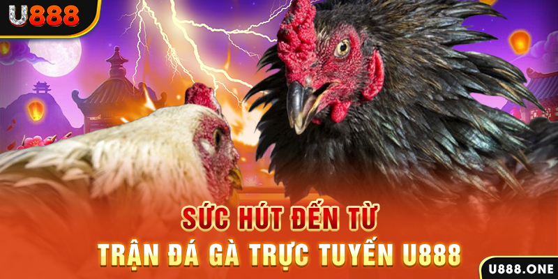 ga 888 hòn gà chọi