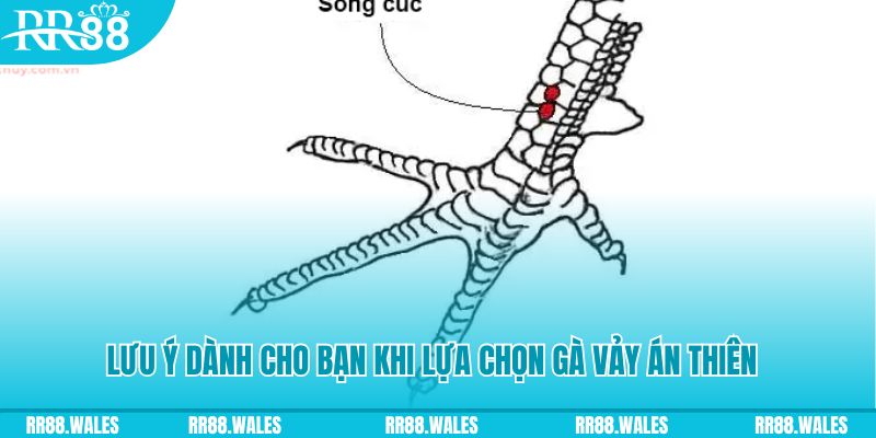 ga 888 how to play roulette at casino