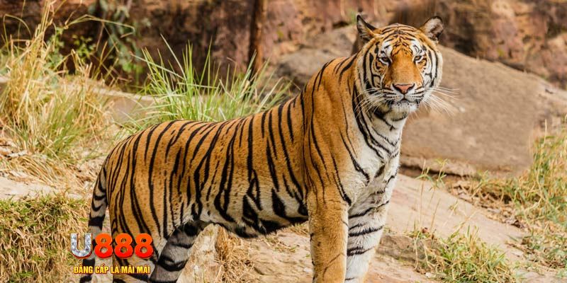 ga 888 ban ca vip online