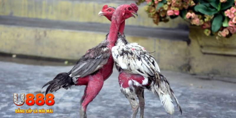 ga 888 bàn cầu điểm số tay trước trong baccarat là gì