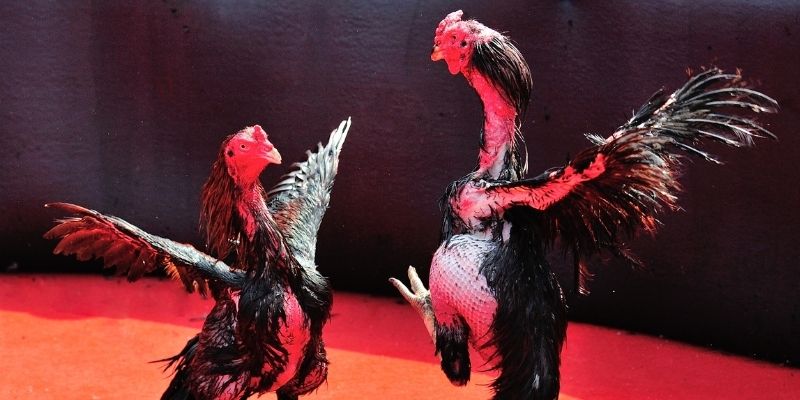 ga 888 Spribe Điện Tử